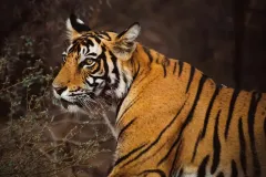 Ranthambore national park