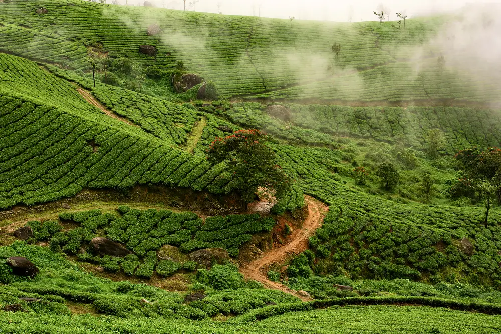 kerla-mountain-view